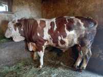 Vând taur bălțată românească de 11 luni înjur de 500kg
