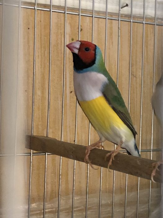 Тайор нар амадинла сотилади