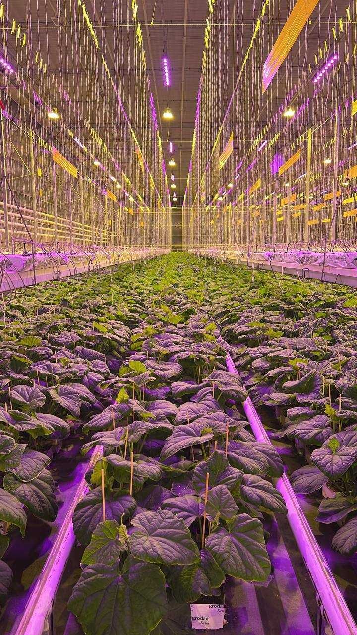 PLANTALUX FX300W Светодиодные светильники! Досветка/свет для теплиц.