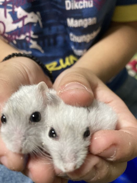 Hamsteri pitici de vanzare