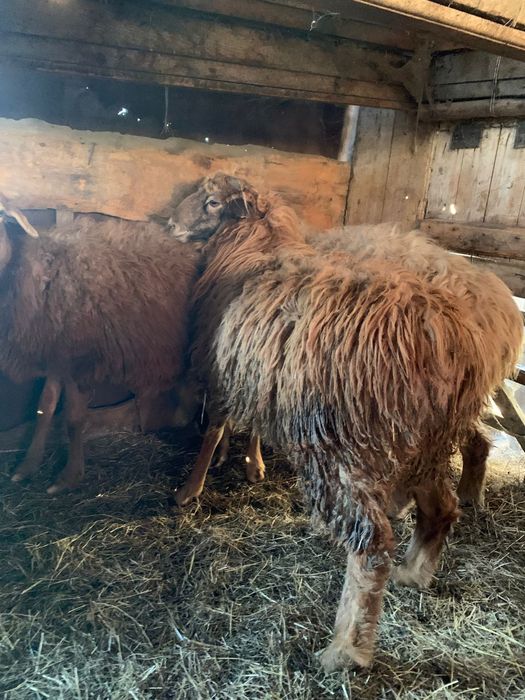 Продам кошкар 65