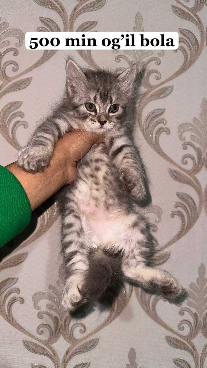Британский шиншила