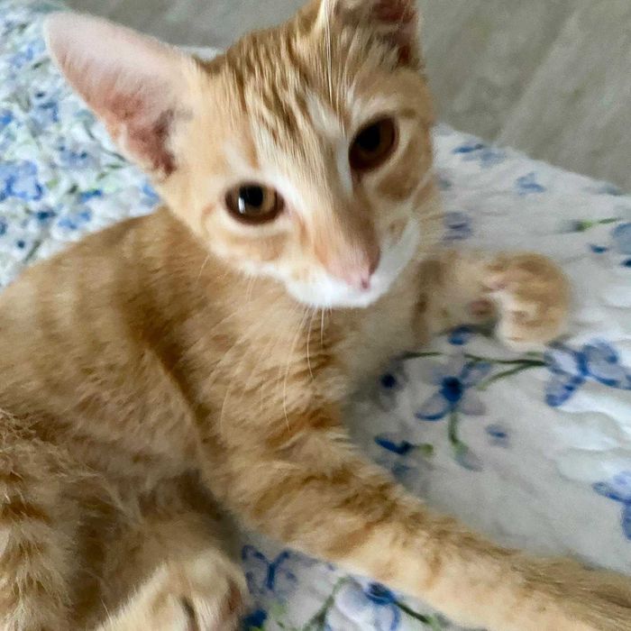Adoptie pui motan 5 luni, deparazitat, vaccinat