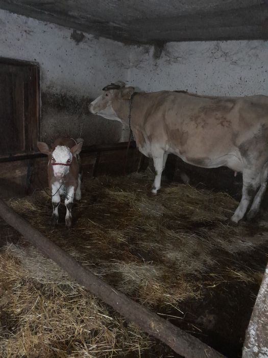 Vând vaca cu vitea