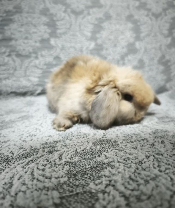 Karlik minilop quyon декоративние кролики котта бўпкетмидиган тури