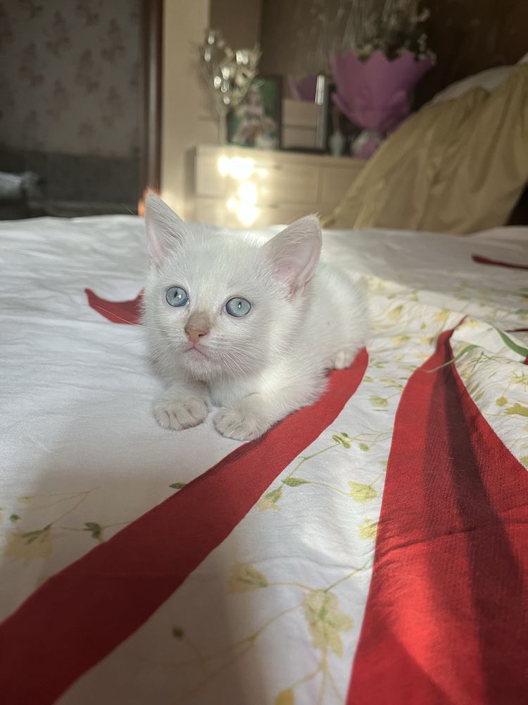 Котенок девочка  1,5 м