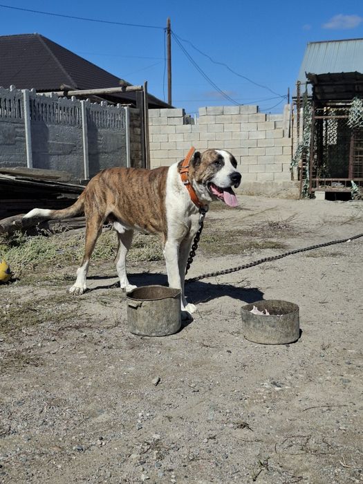 Алабай 2.8 Молодой