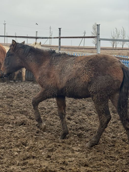 Продаются жеребята