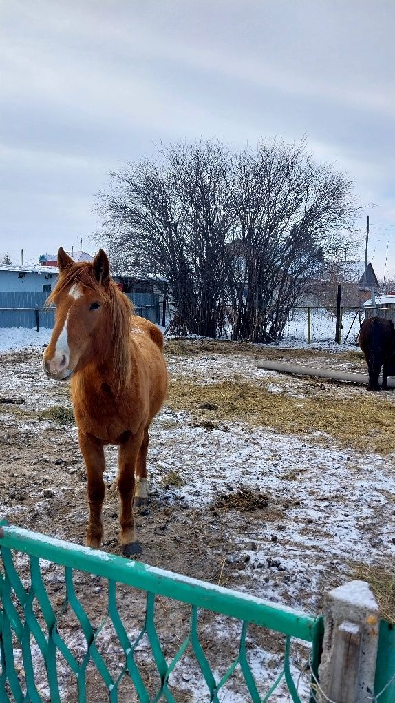 Продам кобылу 3 года