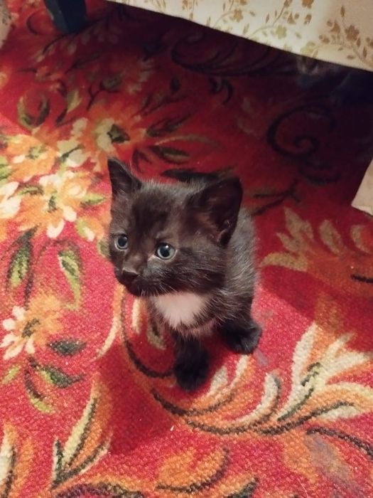 Отдам котят в добрые рукик