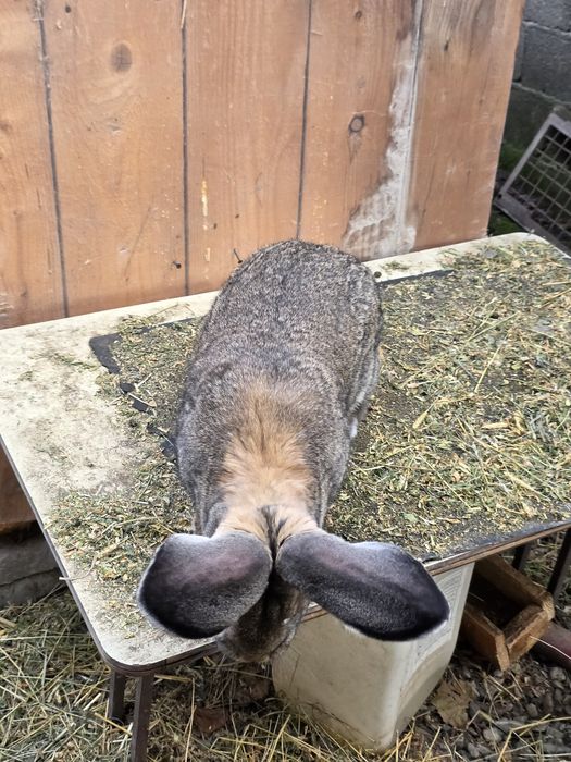 Vând mascul Urias German