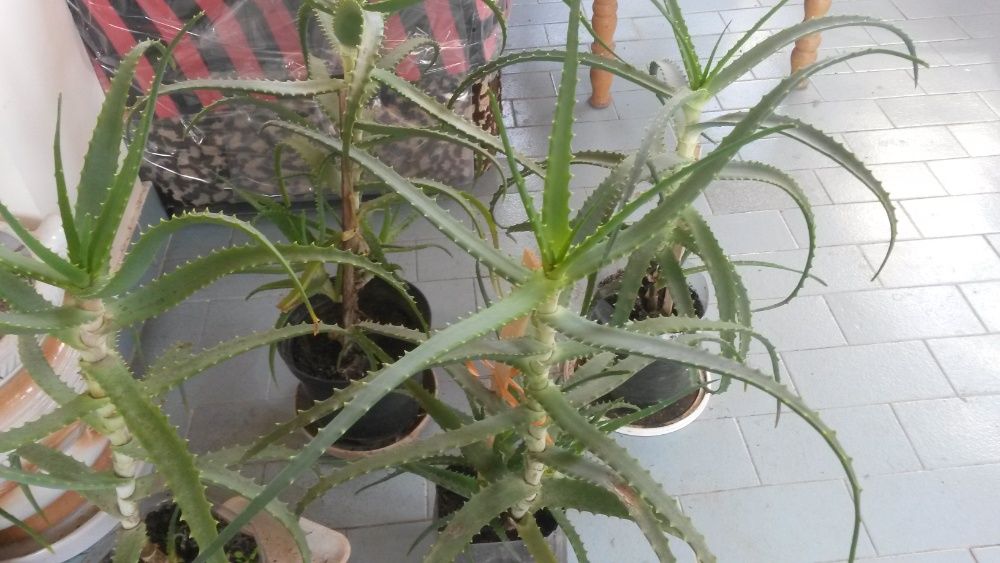 Planta in ghiveci Aloe Vera cu maturitate de peste 5 ani si 60-70 cm.