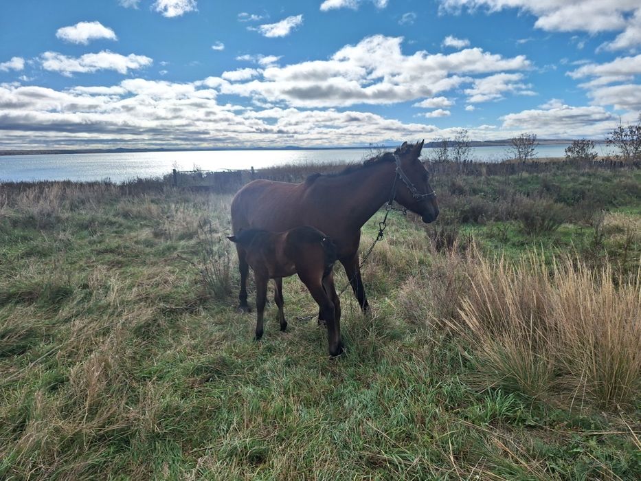 Продам кабылу с жеребенка