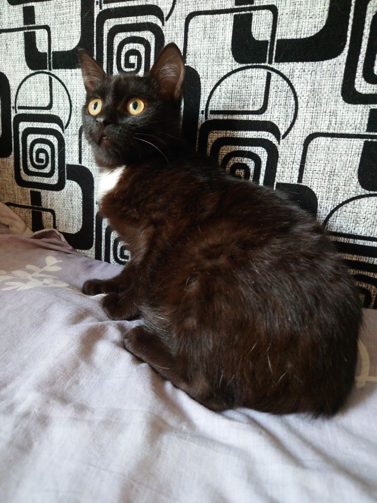Котенок ищет дом