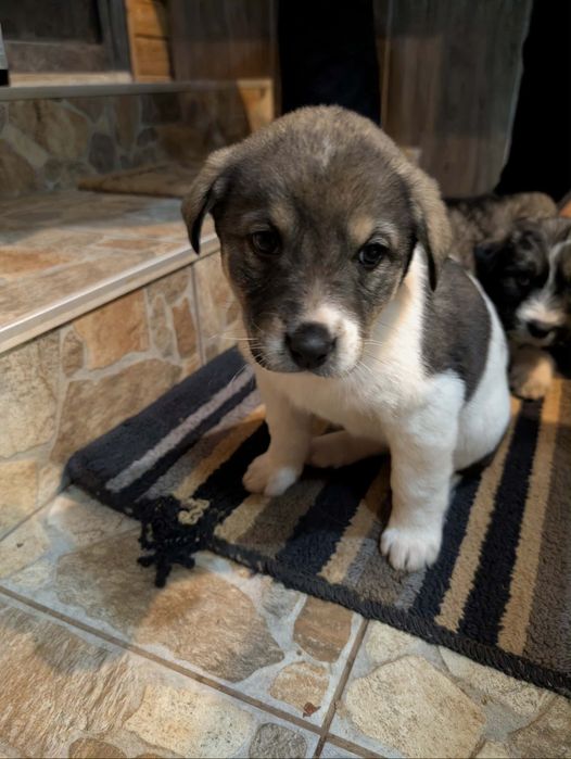 Подарявам кученца в Старо село