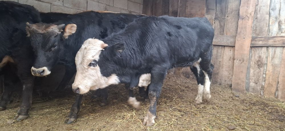 Продам бычков хороших породистых