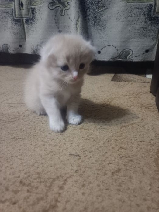 Котикишотландские