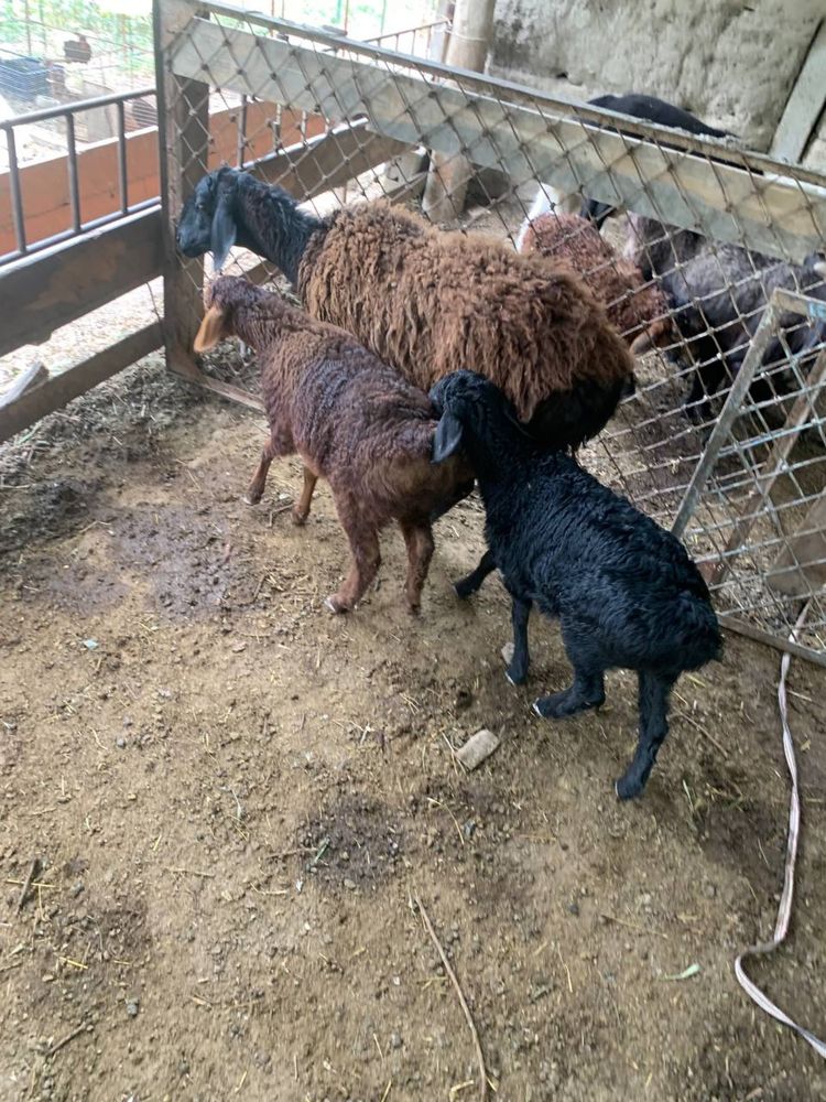 Ena bola qoʻylar sotiladi
