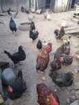 Găini de rasa Australorp