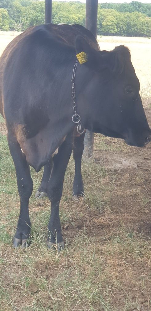Vaca gestanta rasă Angust