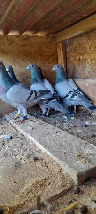 Vând porumbei voiajori