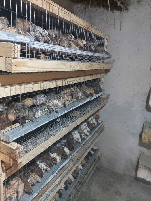 Бөденелер сатылады.