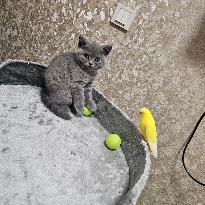 Вязка!  Чистокровный британский кот,  shorthair.