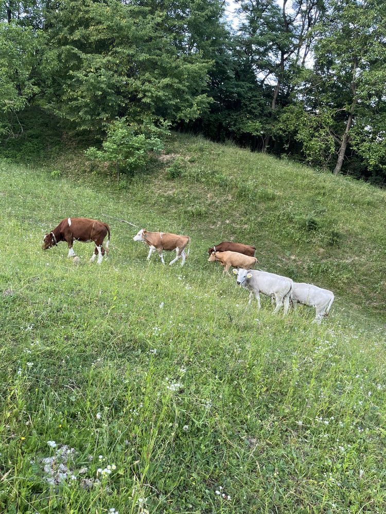 Vand juninci tinere pentru tinut sau sacruficat