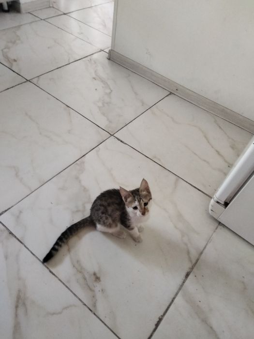 Отдам котят даром в хорошие руки..
