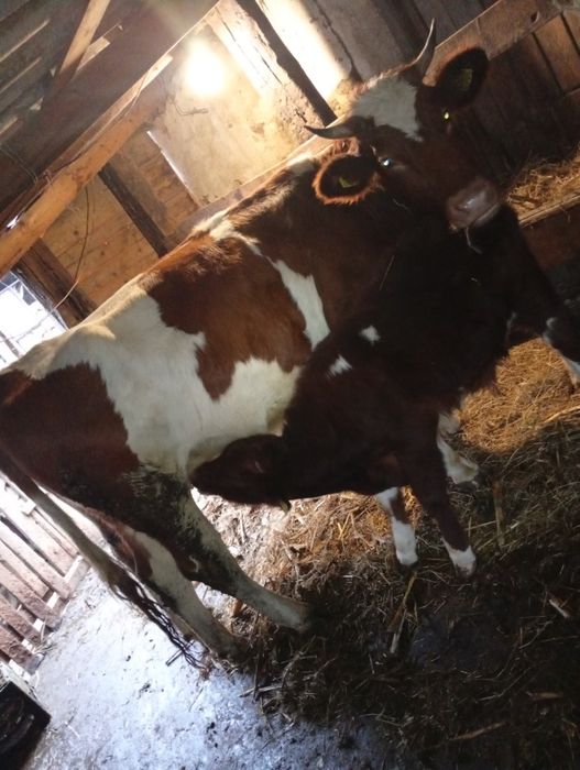 Vind vacă tînără bună