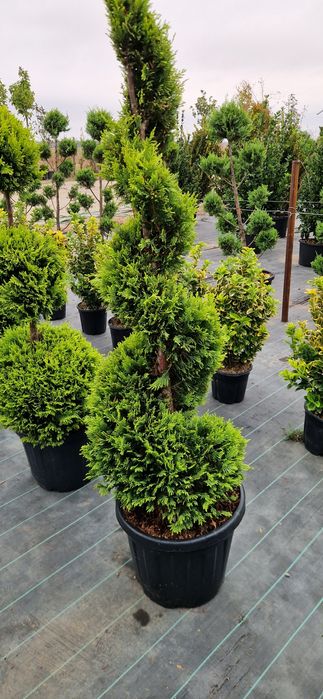 Cupressocyparis leylandi gold- Euonymus- Photinia - Enupar tarator
