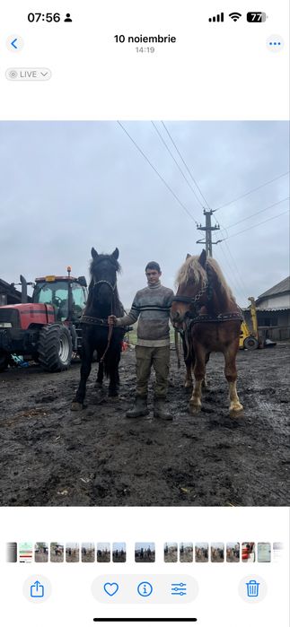 Pereche manji semi greu 2 ani