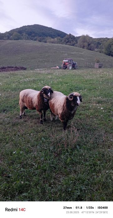De vânzare 2 berbecuți