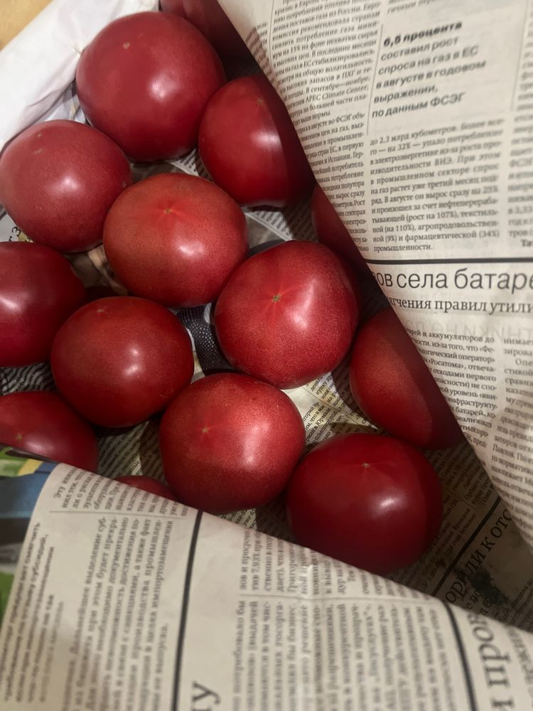 Памидор сотилади ташки бозорга