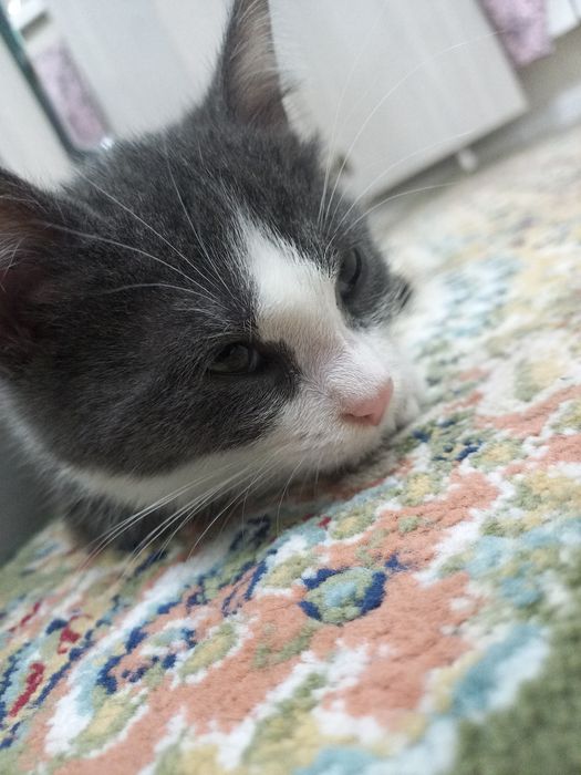 Отдам котёнка в добрые руки!