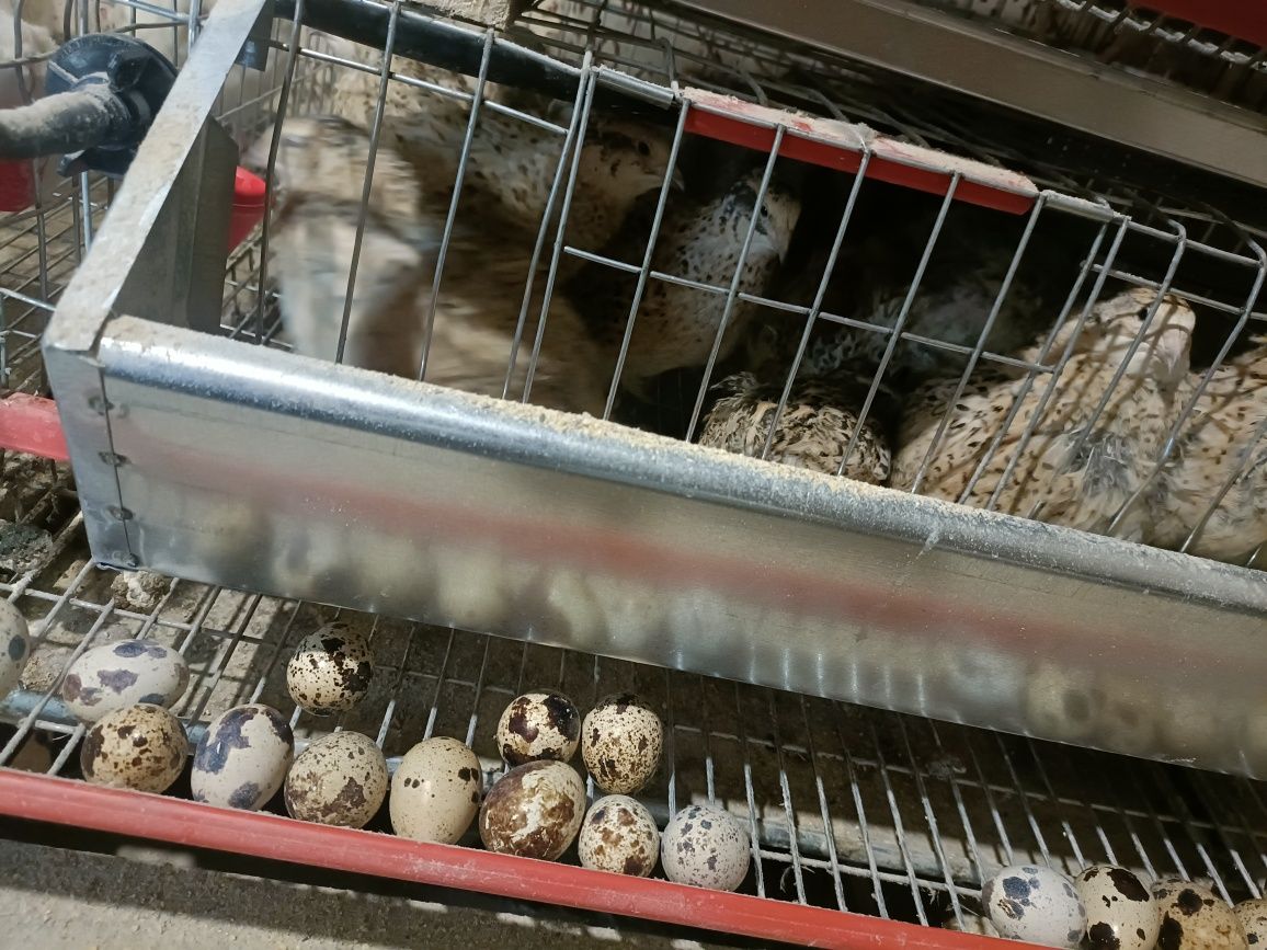 Ouă prepeliță, prepelițe