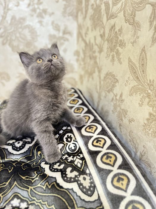 Британский котенок девочка 2месяц