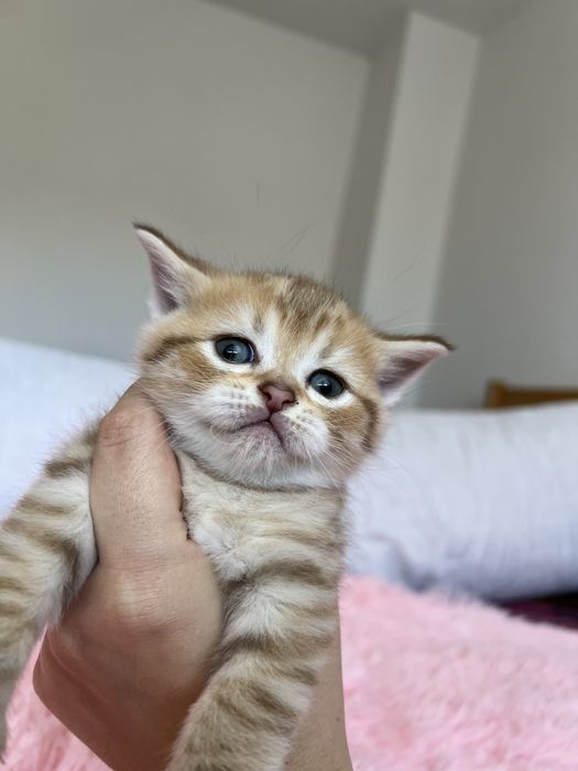 Pisici – 4 săptămâni – doar de rezervat.