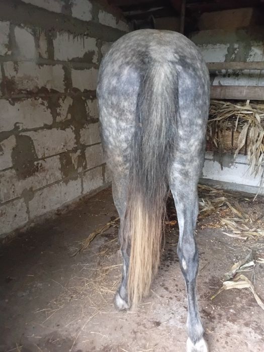 Vând cal vârstă 5 ani cuminte