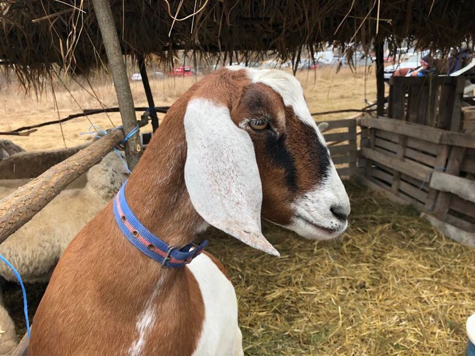 Vand Capra si Tap Anglo-Nubian