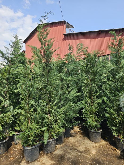 Lelandy laur englezesc tuia smarald calitate extra pret producator