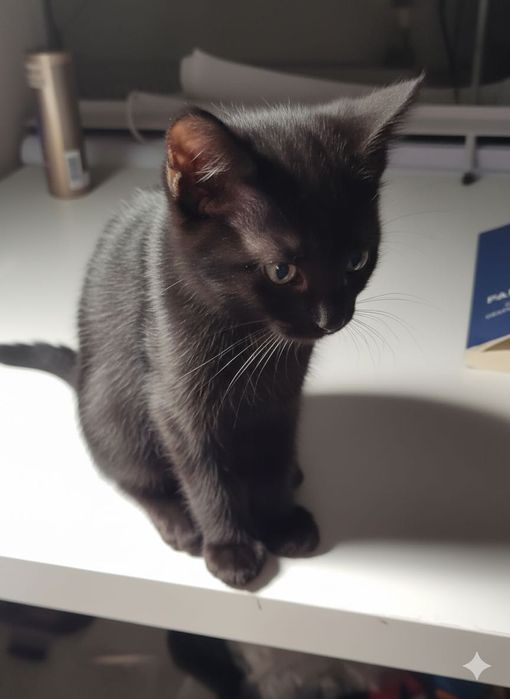 Pentru adopție - pui (femelă) de culoare neagră