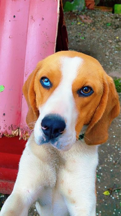 Caine rasa beagle Beagle