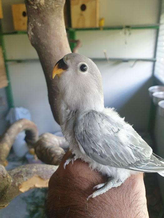 papagali calugar/nimfa/amorezi/agapornis
