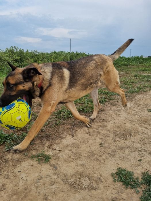 Vând câine lup cu vârsta de 1 an