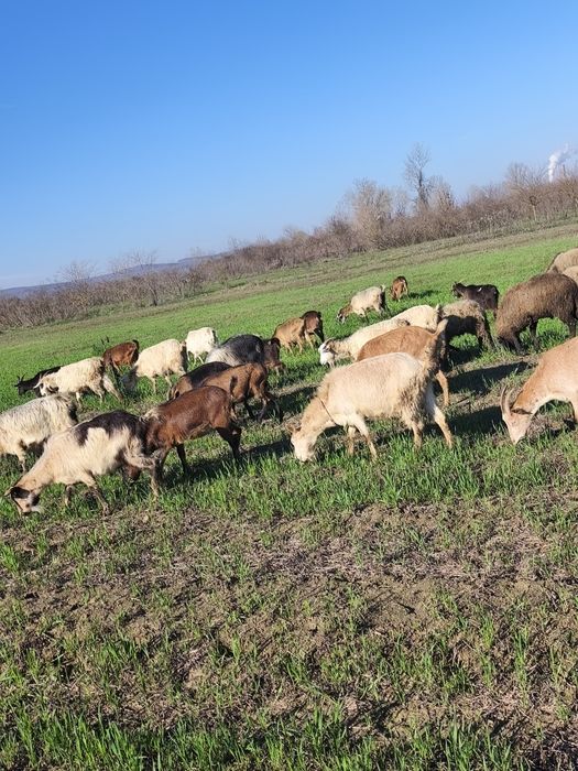 Vând 50 de capre