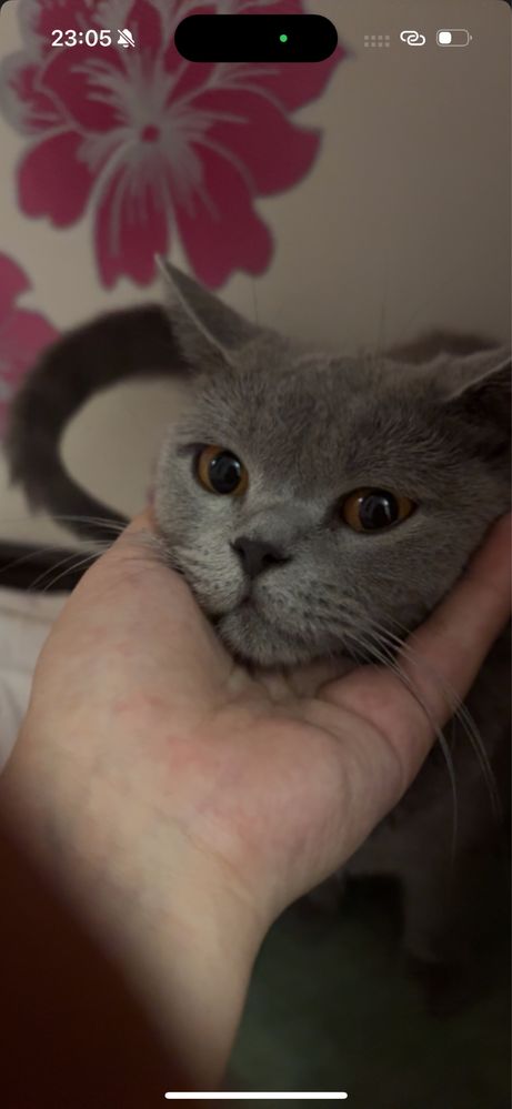 Продаются породистые котята