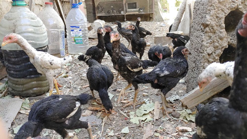 КО ШАМО японка хуроз жужалари сотилади