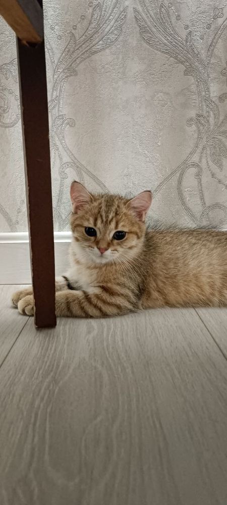 shinshilla mushuk bolalari