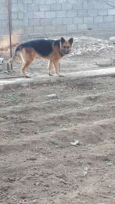 Рабочий малшы ит